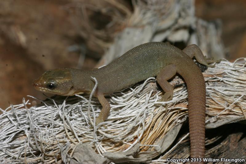 Wiggins's Desert Night Lizard (Xantusia wigginsi)