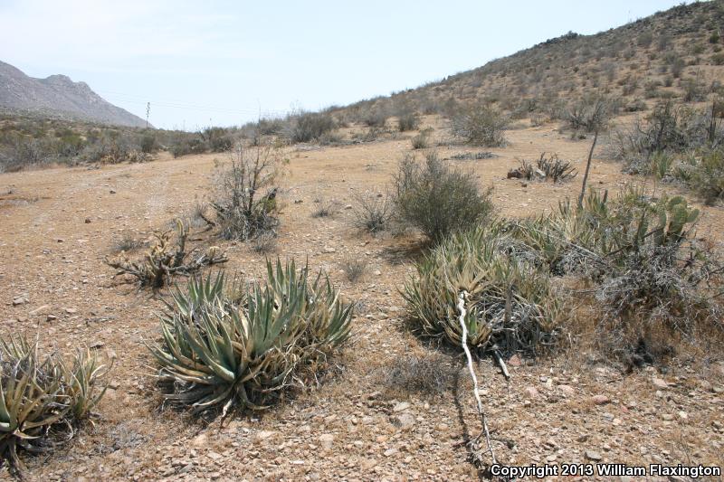 Wiggins's Desert Night Lizard (Xantusia wigginsi)