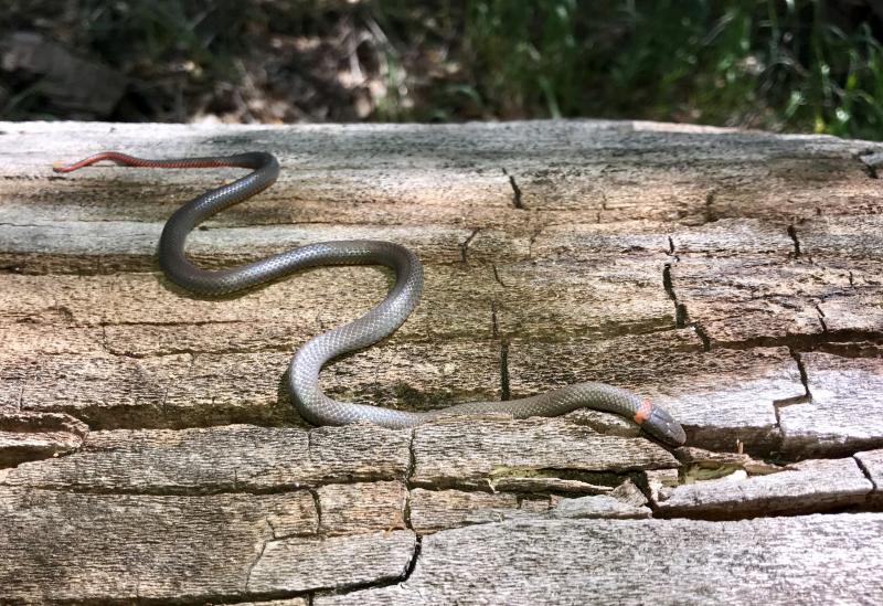 San Diego Ring-necked Snake (Diadophis punctatus similis)