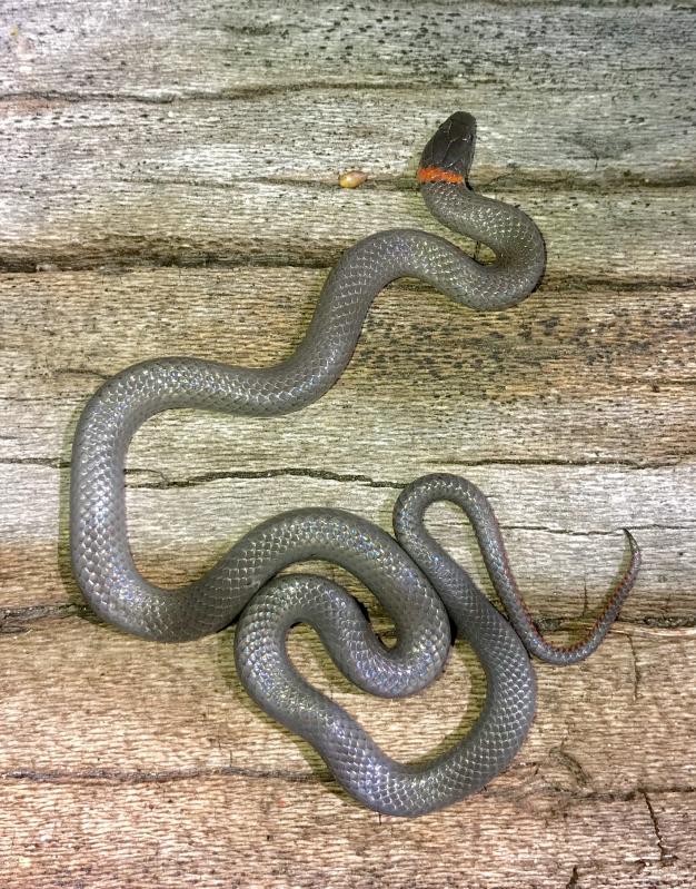 San Diego Ring-necked Snake (Diadophis punctatus similis)