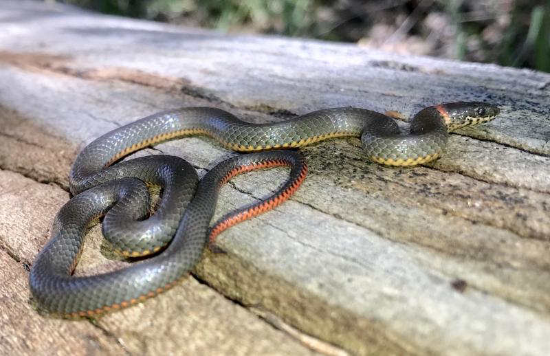 San Diego Ring-necked Snake (Diadophis punctatus similis)