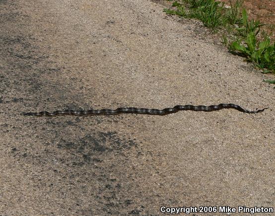 Black Ratsnake (Pantherophis obsoletus obsoletus)