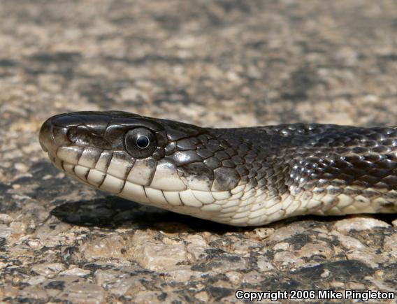 Black Ratsnake (Pantherophis obsoletus obsoletus)