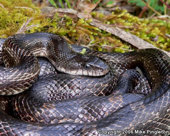 Black Ratsnake (Pantherophis obsoletus obsoletus)