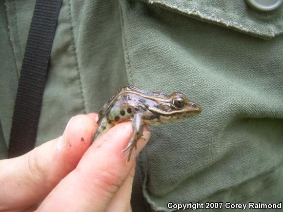 Northern Leopard Frog (Lithobates pipiens)