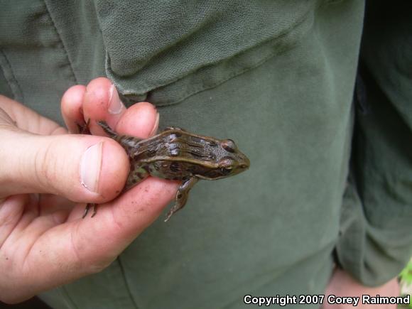 Northern Leopard Frog (Lithobates pipiens)