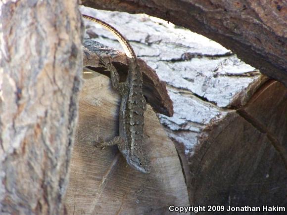 Great Basin Fence Lizard (Sceloporus occidentalis longipes)