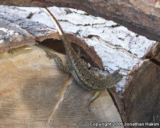 Great Basin Fence Lizard (Sceloporus occidentalis longipes)