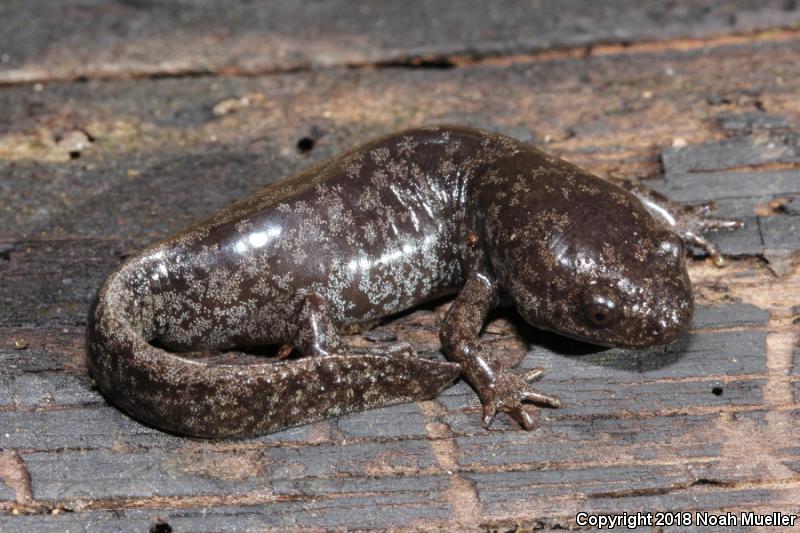 Mole Salamander (Ambystoma talpoideum)