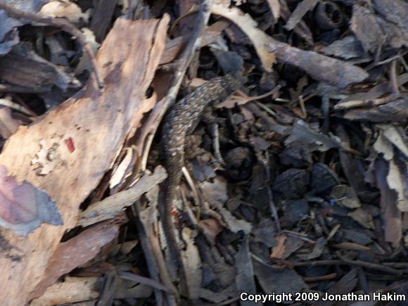 Great Basin Fence Lizard (Sceloporus occidentalis longipes)