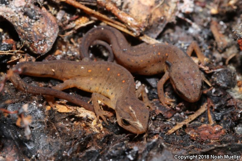 Central Newt (Notophthalmus viridescens louisianensis)