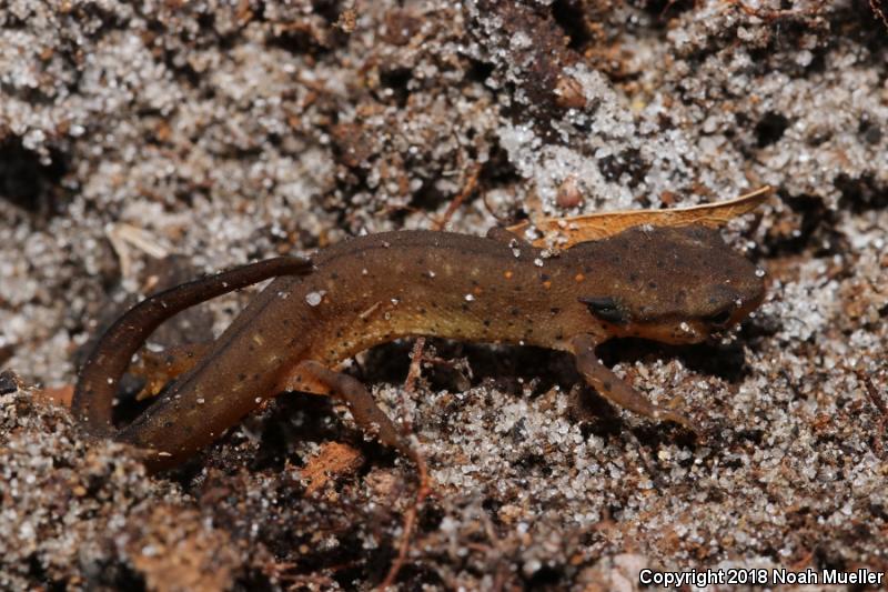 Central Newt (Notophthalmus viridescens louisianensis)