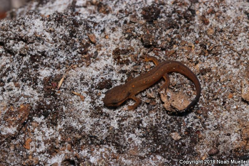 Central Newt (Notophthalmus viridescens louisianensis)