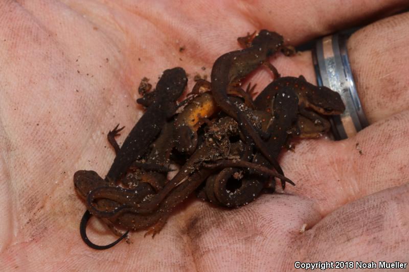 Central Newt (Notophthalmus viridescens louisianensis)