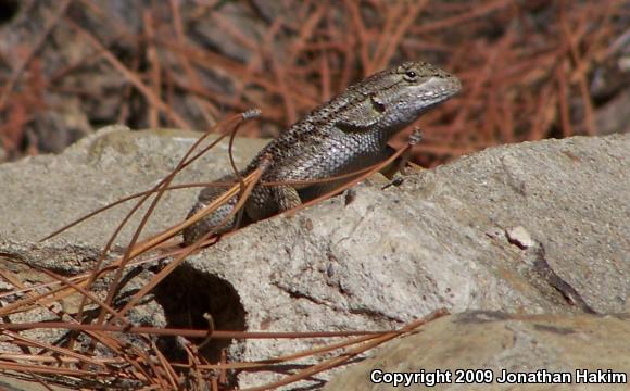 Coast Range Fence Lizard (Sceloporus occidentalis bocourtii)