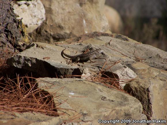 Coast Range Fence Lizard (Sceloporus occidentalis bocourtii)