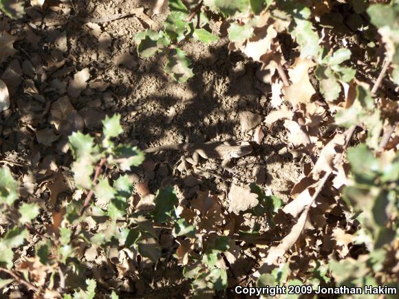 Western Side-blotched Lizard (Uta stansburiana elegans)