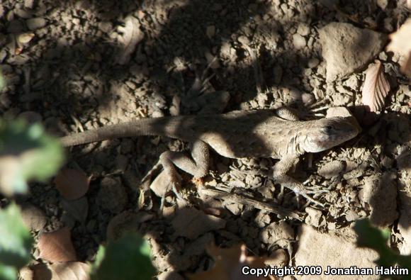 Western Side-blotched Lizard (Uta stansburiana elegans)