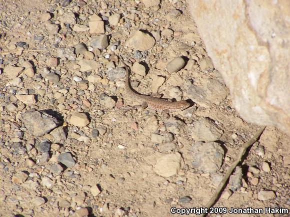 Western Side-blotched Lizard (Uta stansburiana elegans)