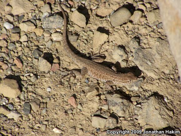 Western Side-blotched Lizard (Uta stansburiana elegans)