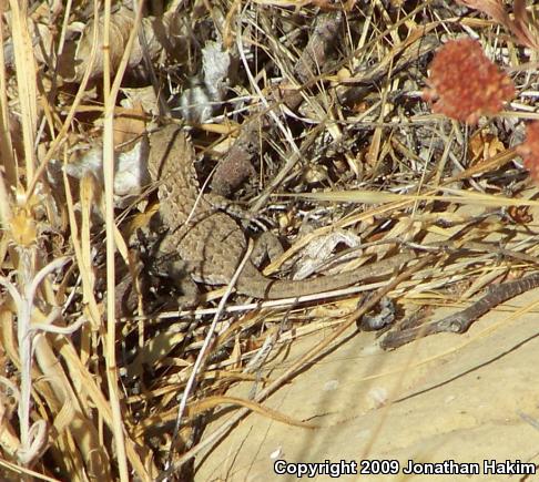 Western Side-blotched Lizard (Uta stansburiana elegans)