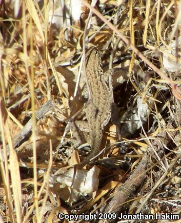 Western Side-blotched Lizard (Uta stansburiana elegans)