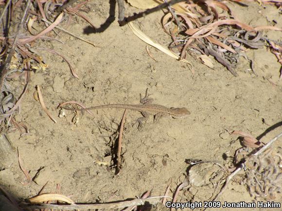 Western Side-blotched Lizard (Uta stansburiana elegans)