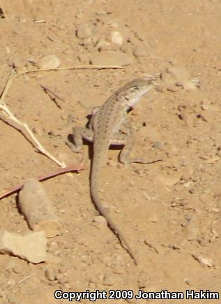 Western Side-blotched Lizard (Uta stansburiana elegans)