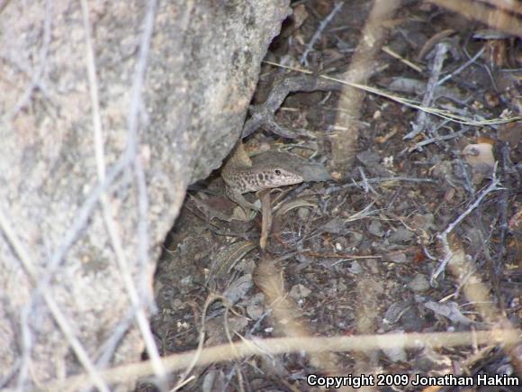 California Whiptail (Aspidoscelis tigris munda)