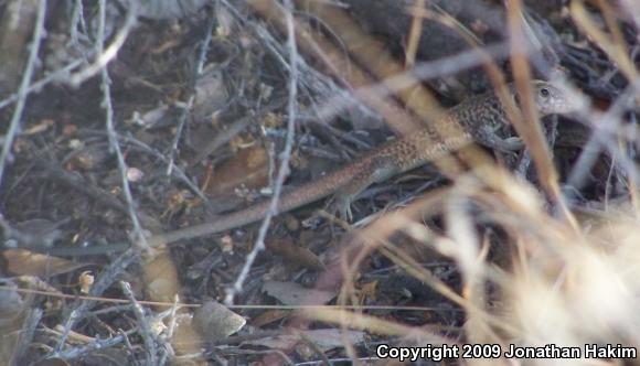 California Whiptail (Aspidoscelis tigris munda)