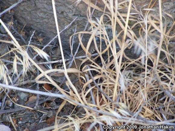 California Whiptail (Aspidoscelis tigris munda)