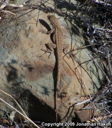 Western Side-blotched Lizard (Uta stansburiana elegans)