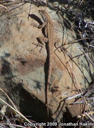 Western Side-blotched Lizard (Uta stansburiana elegans)