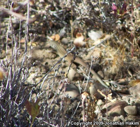 California Whiptail (Aspidoscelis tigris munda)