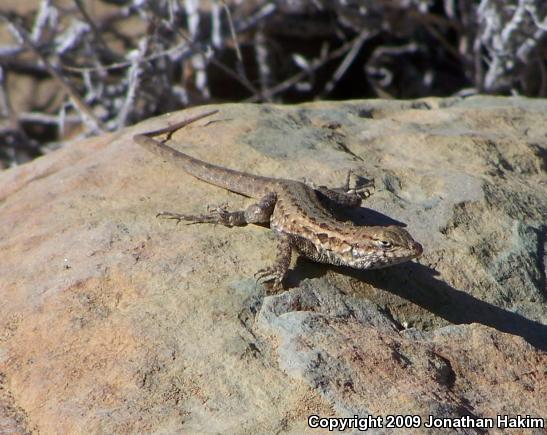 Western Side-blotched Lizard (Uta stansburiana elegans)