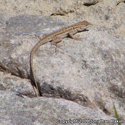 Western Side-blotched Lizard (Uta stansburiana elegans)