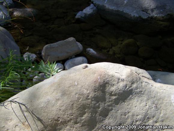 California Treefrog (Pseudacris cadaverina)