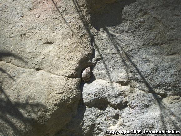 California Treefrog (Pseudacris cadaverina)