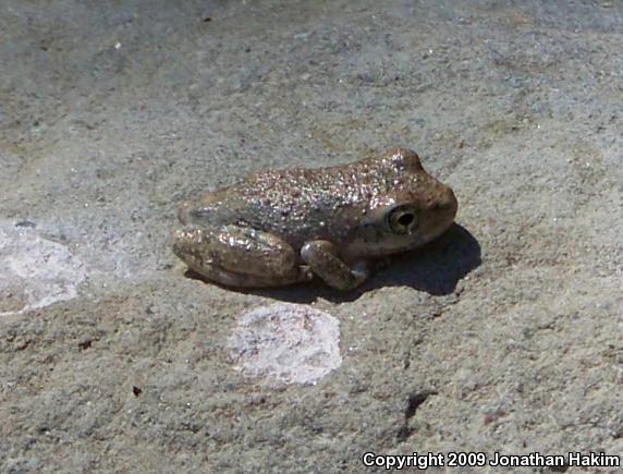 California Treefrog (Pseudacris cadaverina)