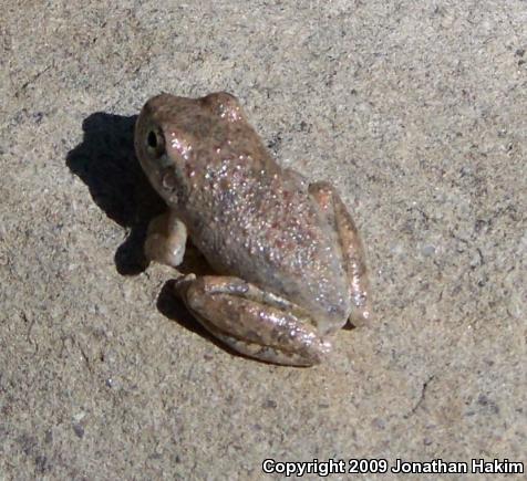 California Treefrog (Pseudacris cadaverina)