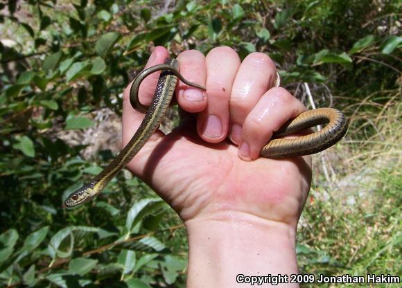 Two-striped Gartersnake (Thamnophis hammondii)