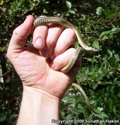 Two-striped Gartersnake (Thamnophis hammondii)