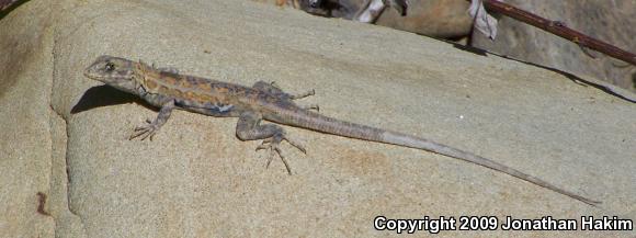 Western Side-blotched Lizard (Uta stansburiana elegans)