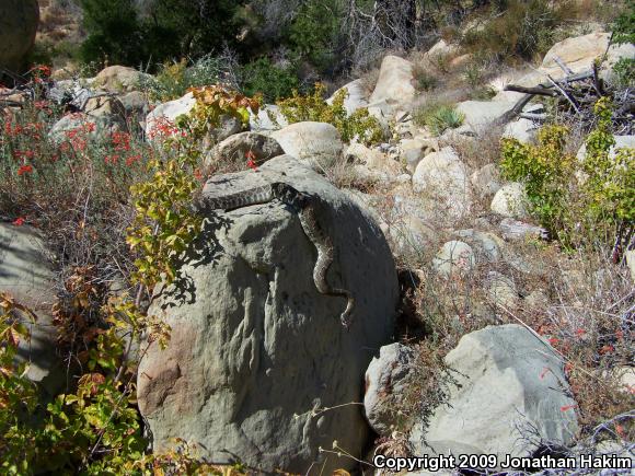 Southern Pacific Rattlesnake (Crotalus oreganus helleri)