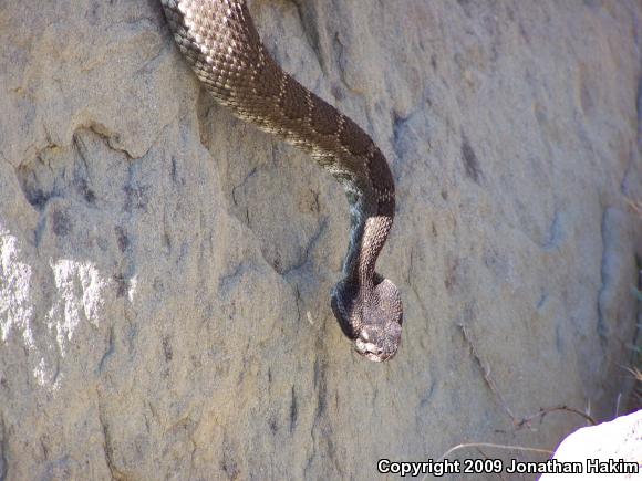 Southern Pacific Rattlesnake (Crotalus oreganus helleri)