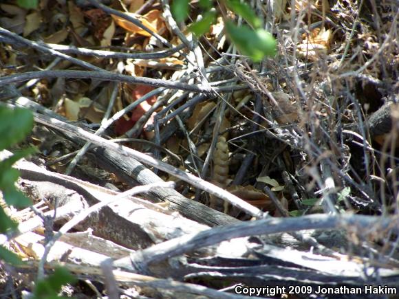 Southern Pacific Rattlesnake (Crotalus oreganus helleri)