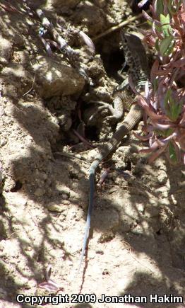 California Whiptail (Aspidoscelis tigris munda)