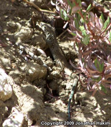 California Whiptail (Aspidoscelis tigris munda)