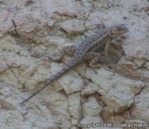 Coast Range Fence Lizard (Sceloporus occidentalis bocourtii)