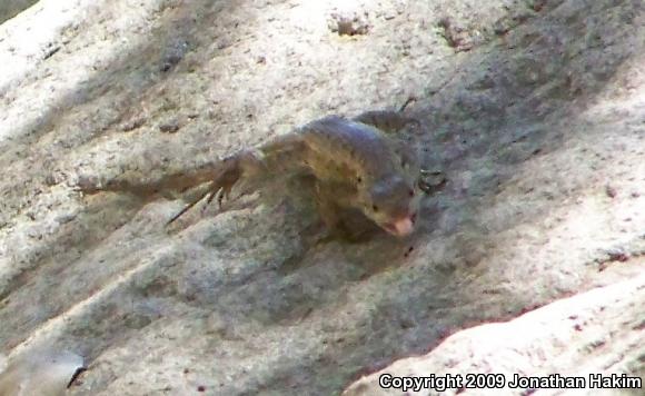 Great Basin Fence Lizard (Sceloporus occidentalis longipes)